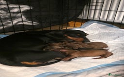 Dachshund dogs for sale: Dachshund  - Image 11