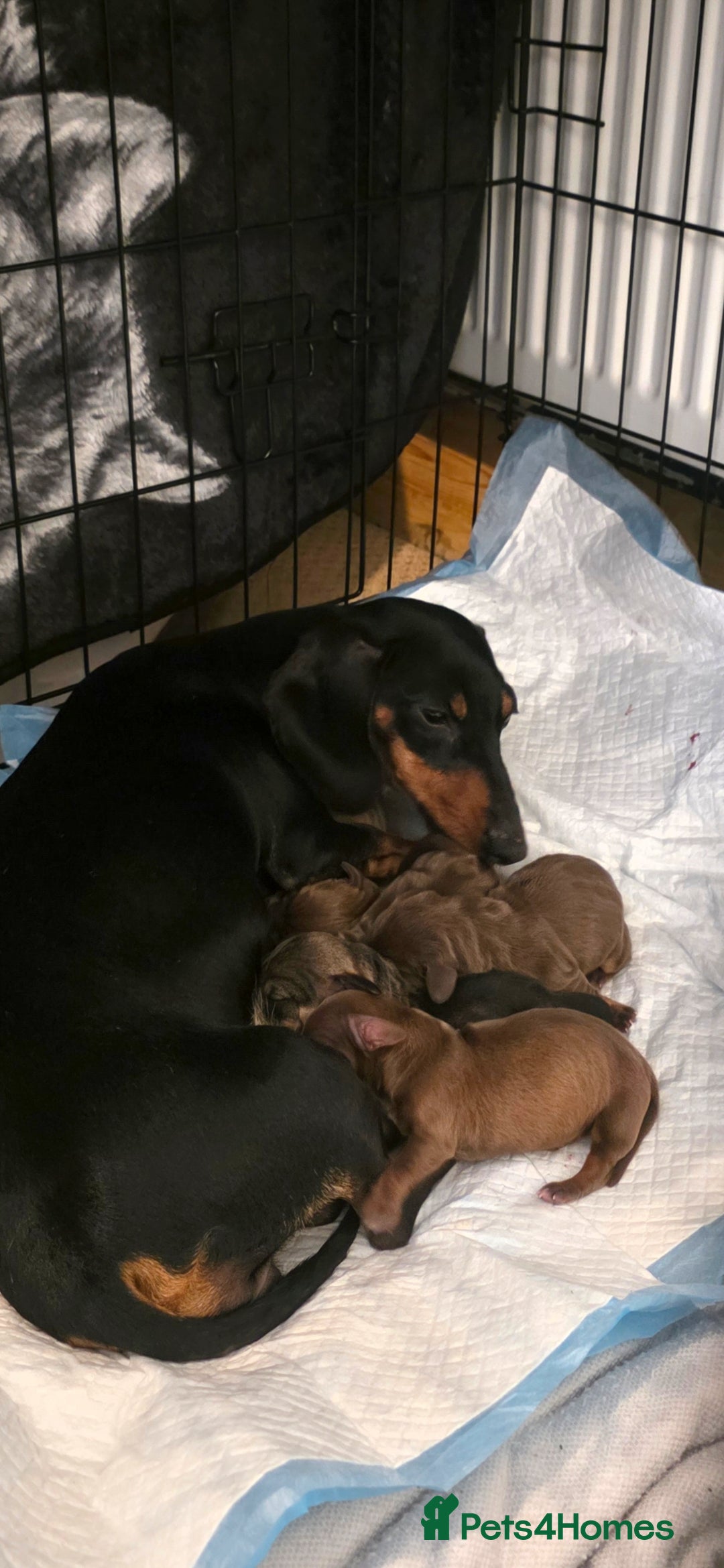 Dachshund dogs for sale: Dachshund  - Image 11