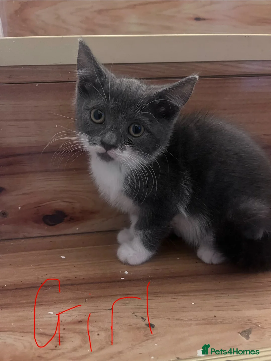 Mixed Breed cats for sale: Mixed British short hair - Advert 1