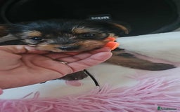 Yorkshire Terrier dogs for sale: Mini Yorkshire terrier puppies  - Image 2