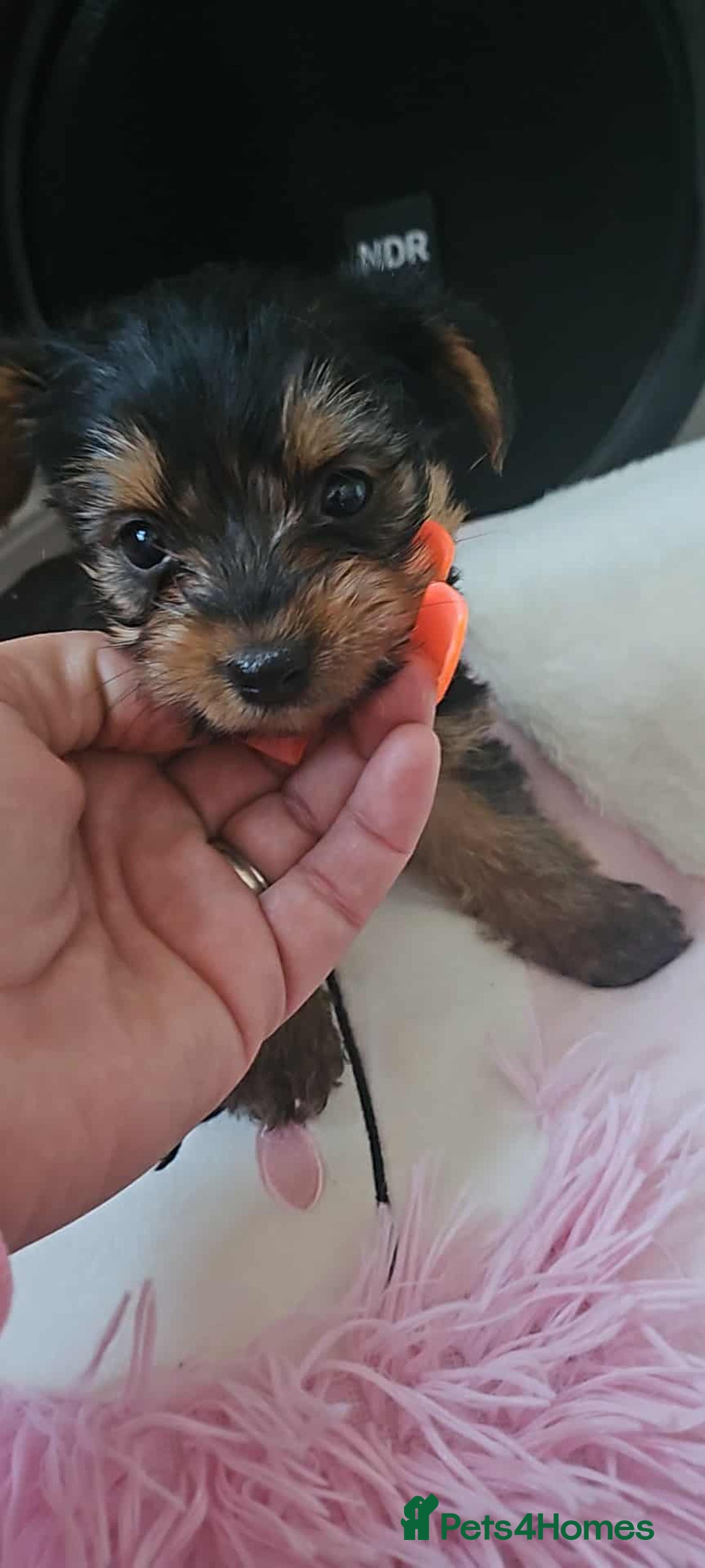 Yorkshire Terrier dogs for sale: Mini Yorkshire terrier puppies  - Image 2