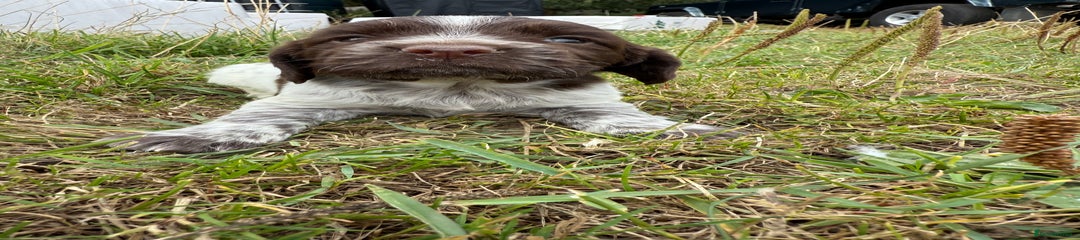 Chocolate Roan Girl