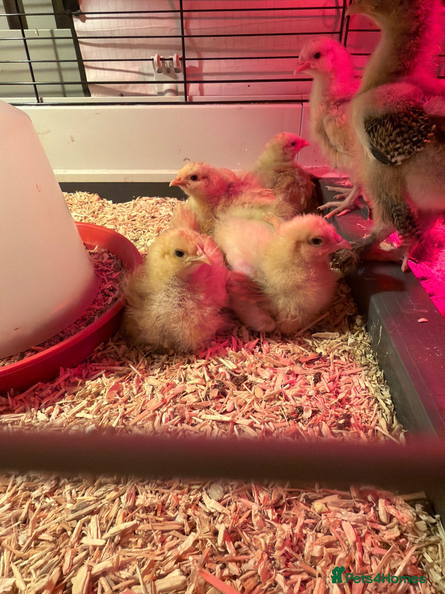 Chickens poultry Chicks Buff  orpingtons 3 weeks and day olds  - Advert 16