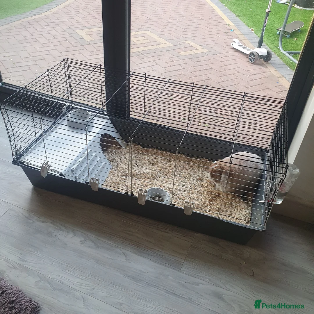 Mini Lop rabbits for sale: Rabbit to be rehomed in Warwick - Advert 2