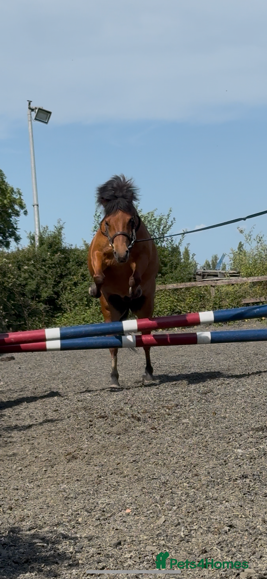 Dartmoor horses for sale: STUBBY, companion or project, Dartmoor cross  - Image 3