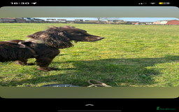 Cocker Spaniel dogs for sale: Beautiful Cocker Spaniel Puppies - Advert 2