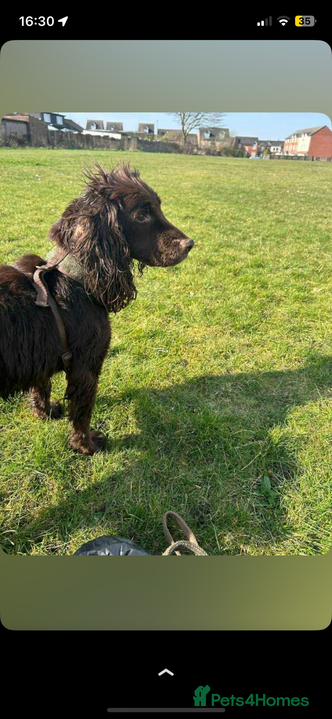 Cocker Spaniel dogs for sale: Beautiful Cocker Spaniel Puppies - Advert 2