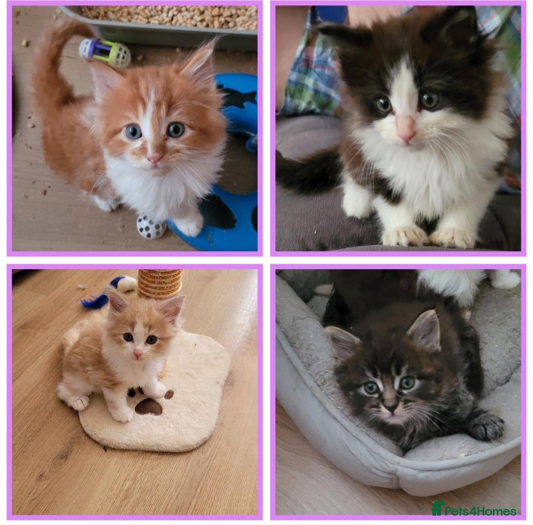 Ragcoon cats Ragcoon litter Ready this Saturday  - Advert 2