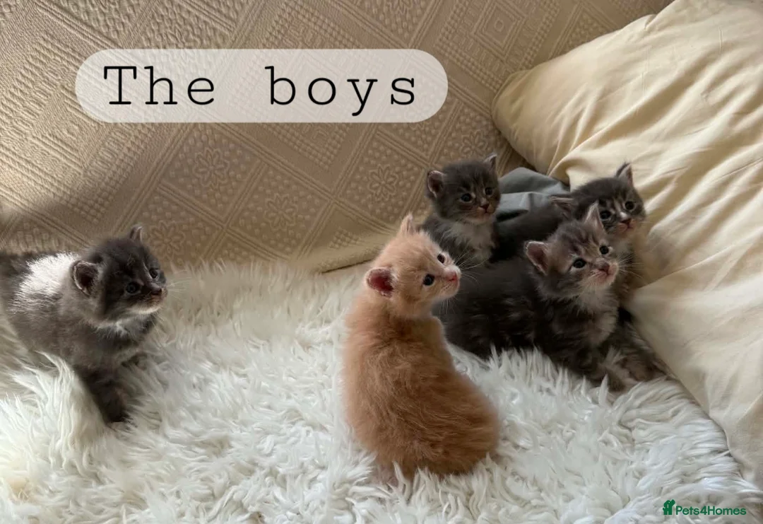 Maine Coon cats for sale: Gorgeous TICA Maine Coons in Sheringham - Advert 1