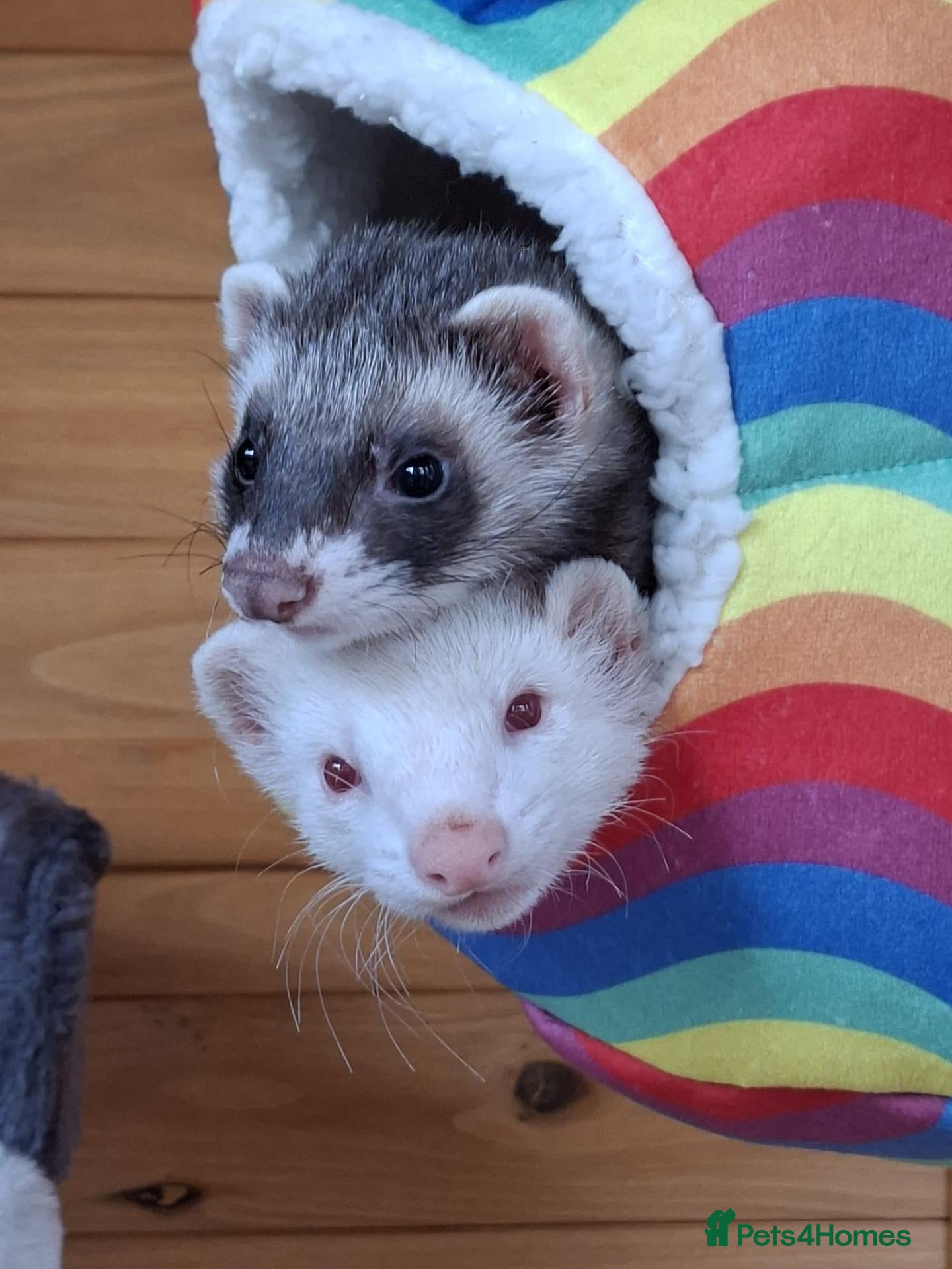 Ferret rodents Ferrets need forever home  - Advert 4