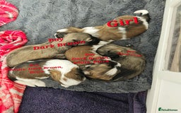 Lhasa Apso dogs for sale: Beauitiful Pure Breed Lhasa Apso - Image 2