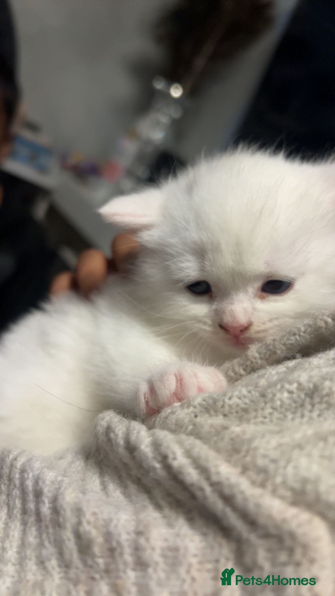 British Shorthair cats BSH Kitten | RARE pedigree, heterochromia - Advert 1
