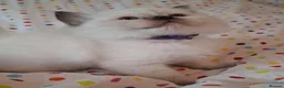 Ragdoll cats for sale: 🐾🤍OUR BEAUTIFUL NEW RAGDOLL–5 GIRLS & 1 BOY 🤍🐾 - Advert 14