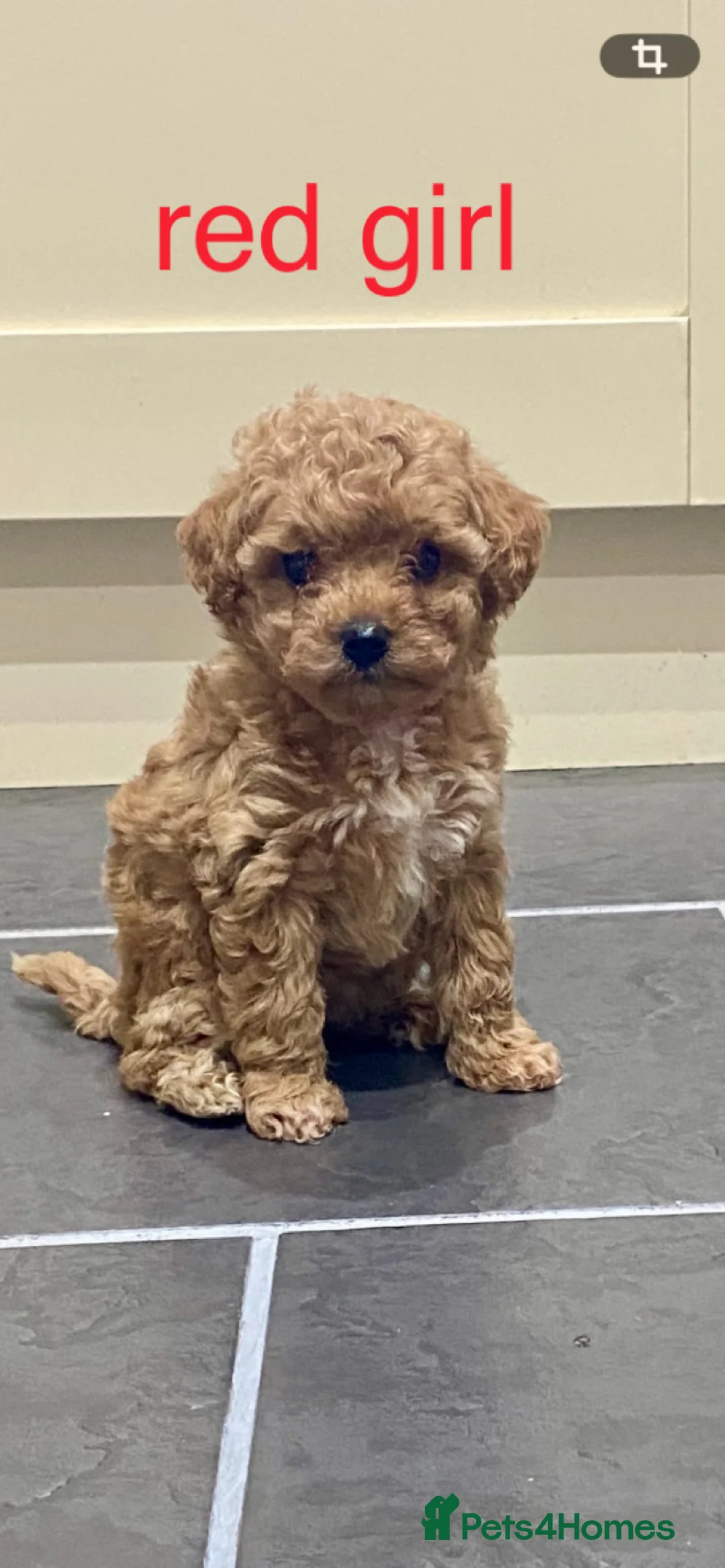 Poochon dogs for sale: ♥️RARE Tiny Asian Toy poodle Xx Toy Poochon ♥️ - Advert 11