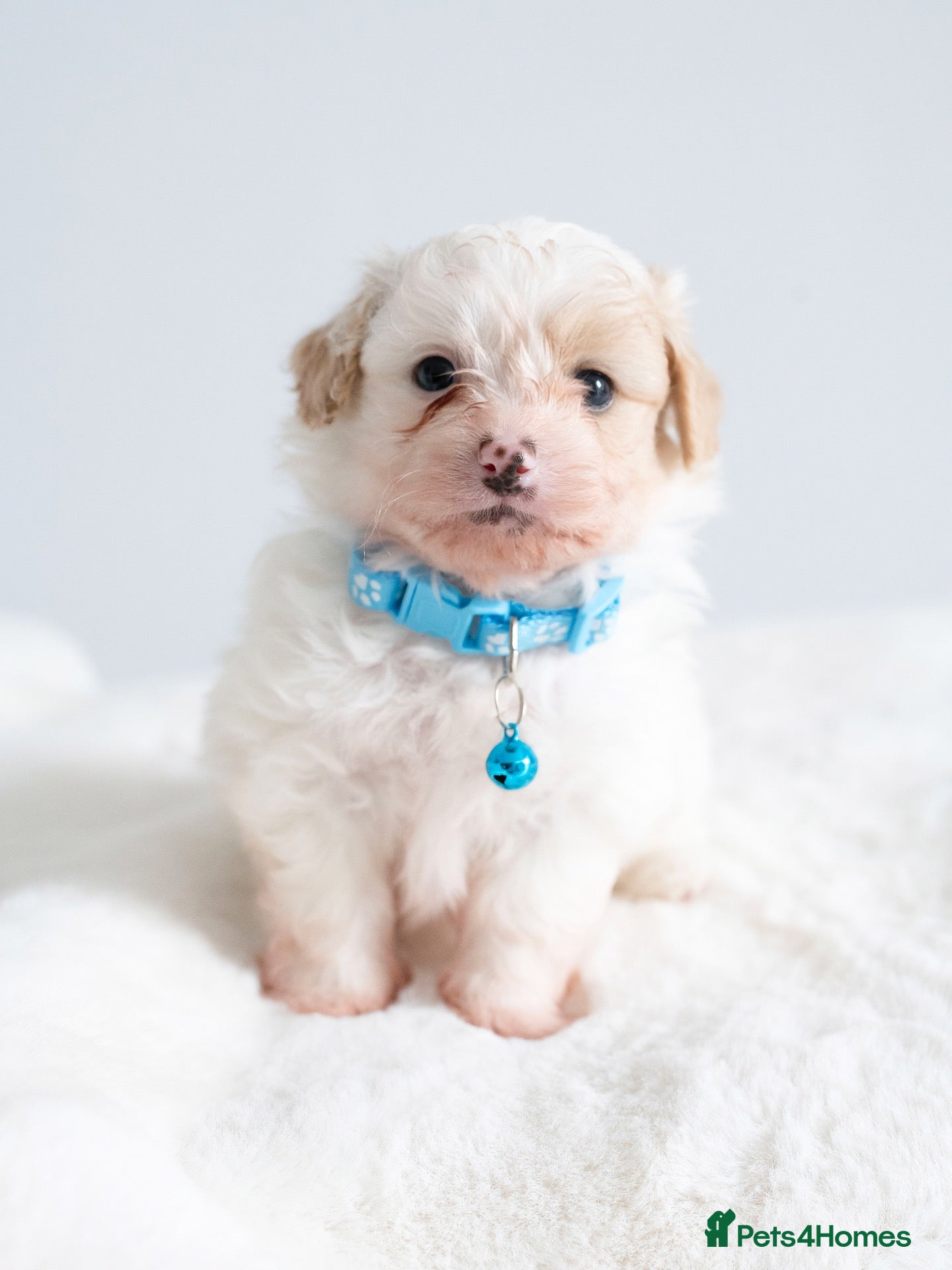 Maltipom dogs Gorgeous hypollargen puppies looking for home - Advert 2