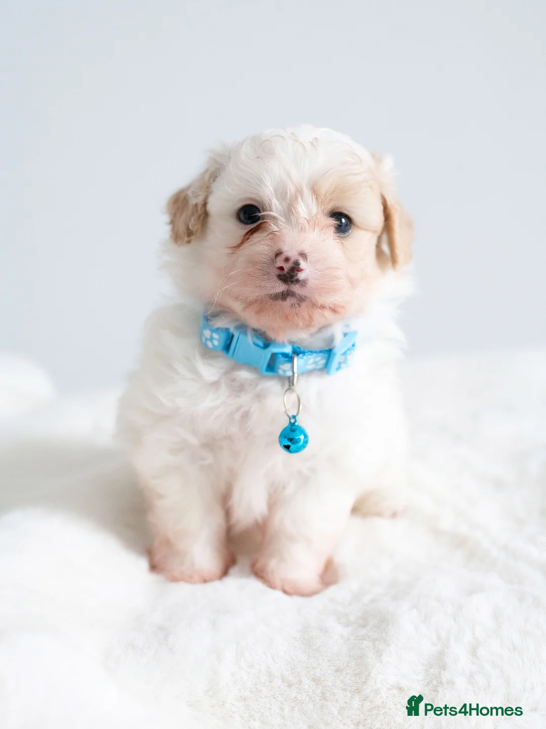 Maltipom dogs for sale: Gorgeous hypollargen puppies looking for home - Advert 2