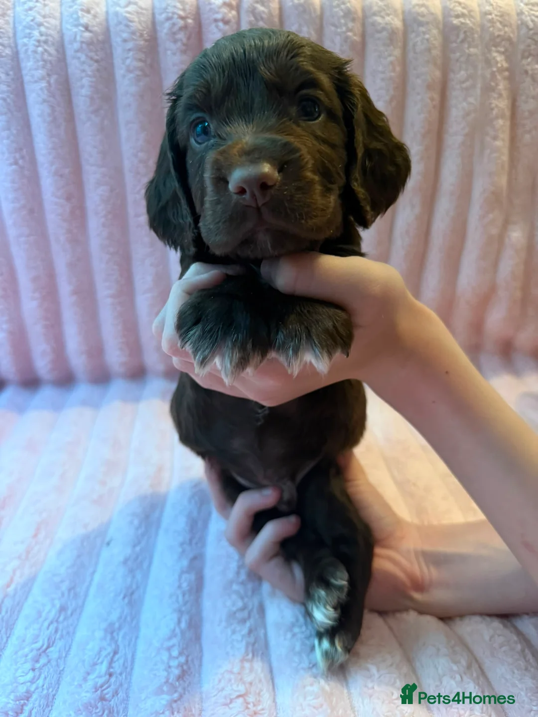 Cocker Spaniel dogs for sale: 3 beautiful cocker spaniel puppy's 🏠 - Advert 2