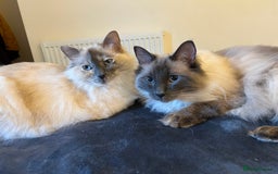 Ragdoll cats for sale: Ragdoll Mother and Son for Sale - Image 3