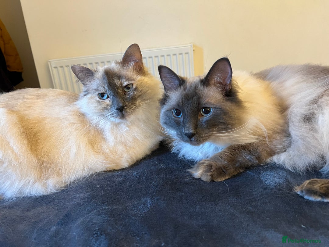Ragdoll cats for sale: Ragdoll Mother and Son for Sale - Image 3