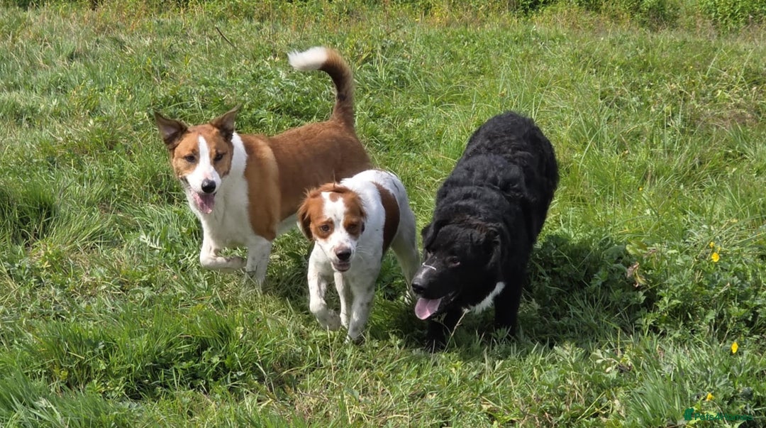Brittany Spaniel dogs for adoption: Danny is a lovely  boy looking for the best home  - Image 5