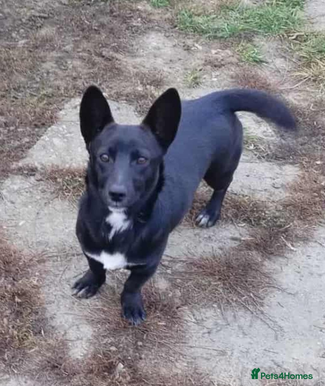 Mixed Breed dogs for adoption: LIA ( mixed breed)  - Advert 2