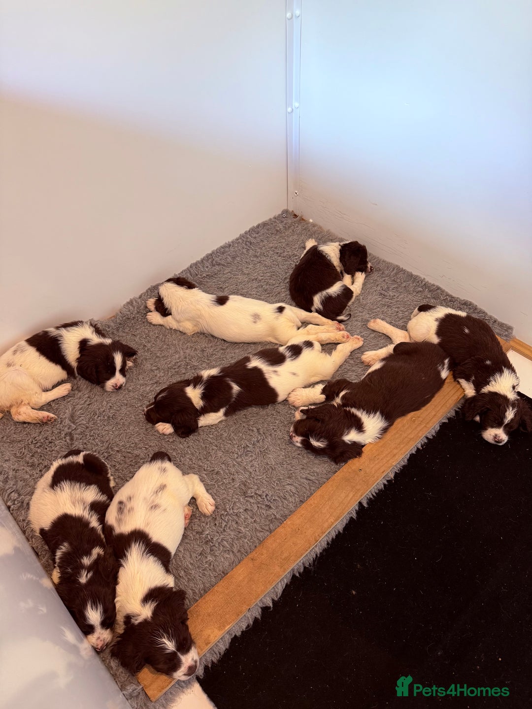 English Springer Spaniel dogs for sale: Springer spaniel pups  - Image 7