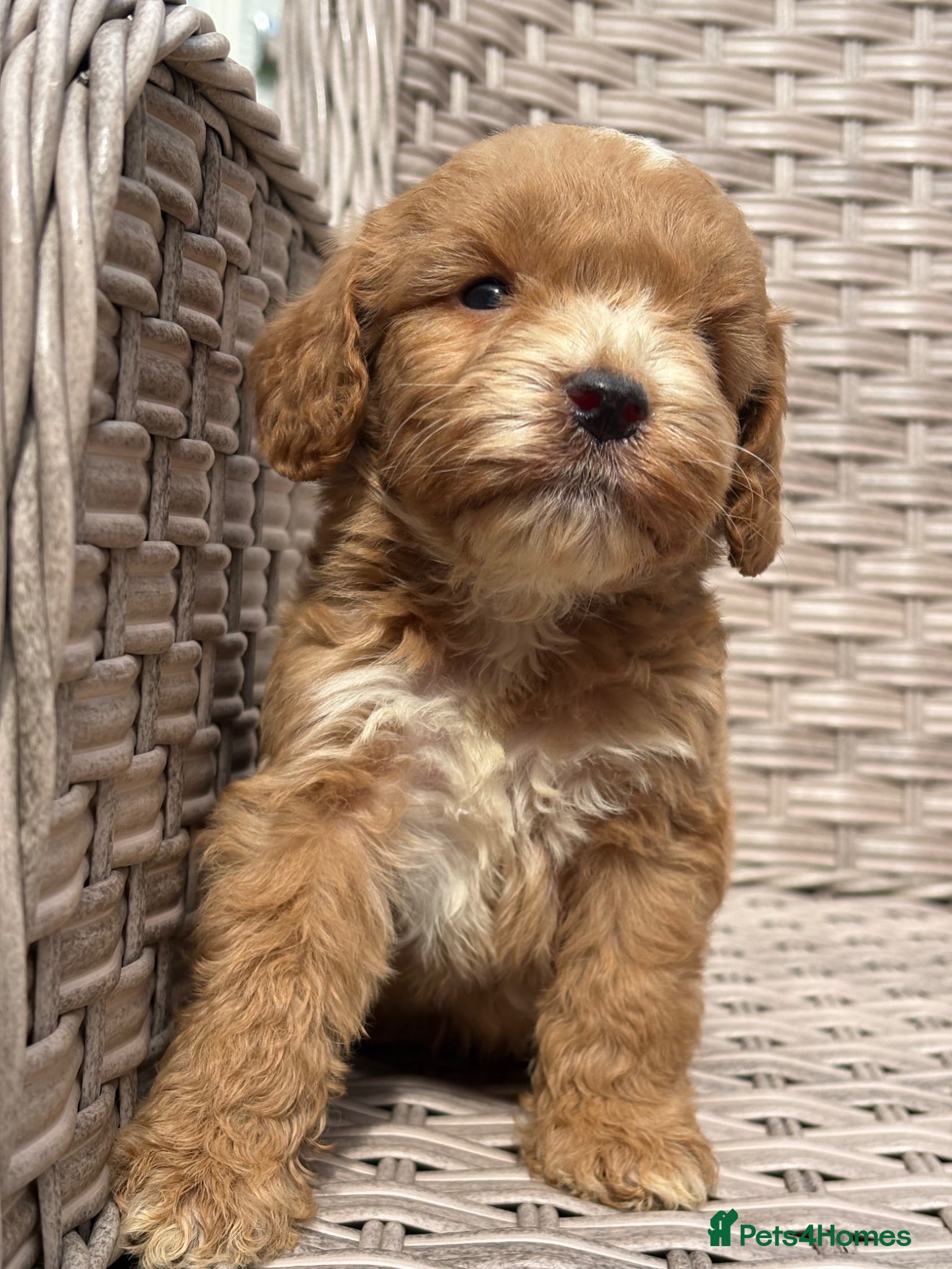 Cockapoo dogs PRA FN CLEAR F1 cockapoo puppies  - Advert 2