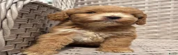 Cockapoo dogs for sale: PRA FN CLEAR F1 cockapoo puppies  - Advert 2