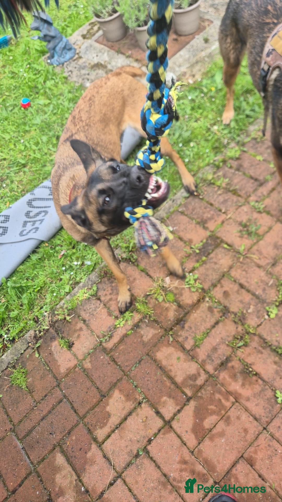 Belgian Shepherd Dog dogs 4 male pups still available - Advert 2