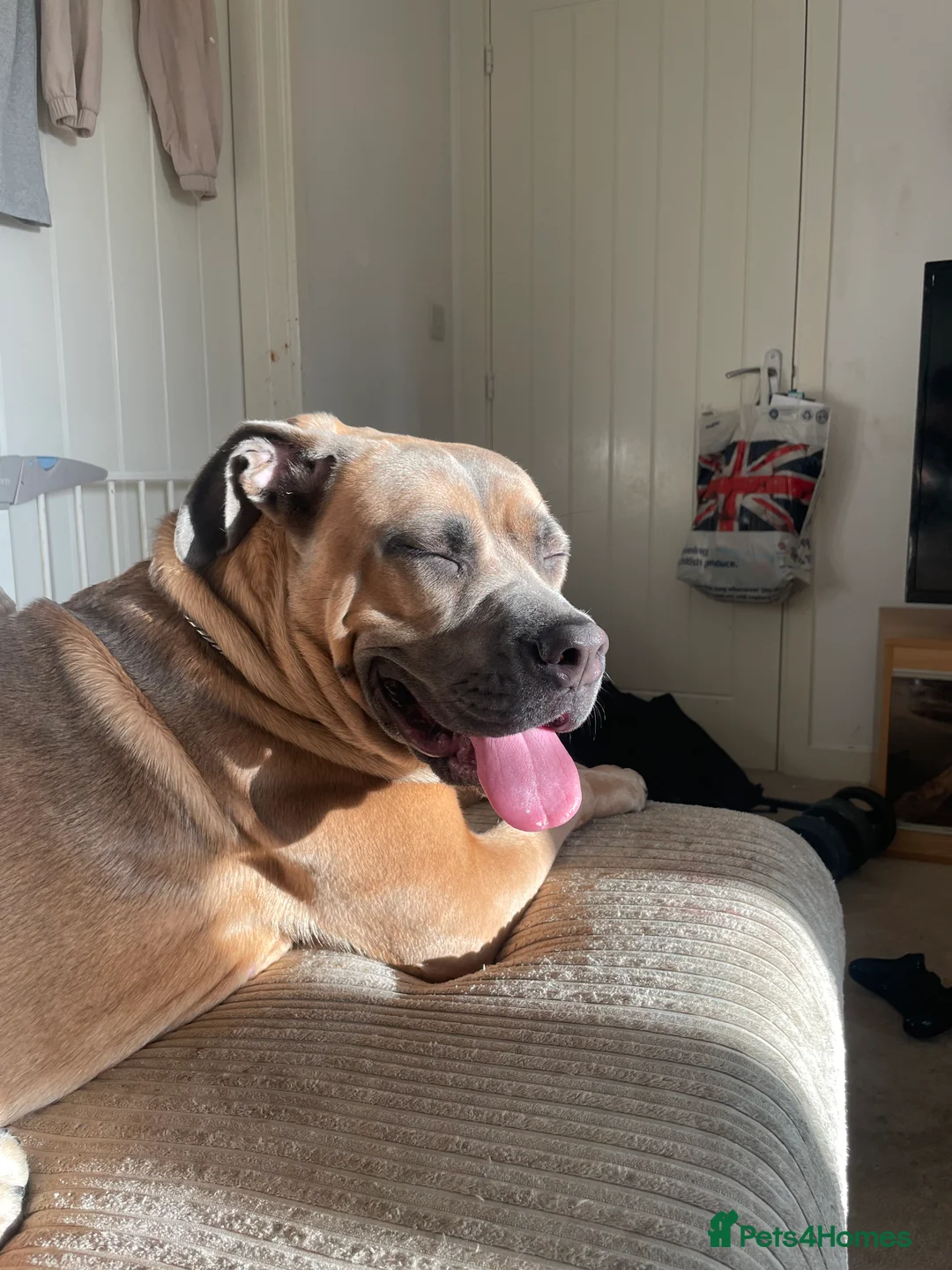 Cane Corso dogs for sale: Cane corso for rehoming - Advert 7