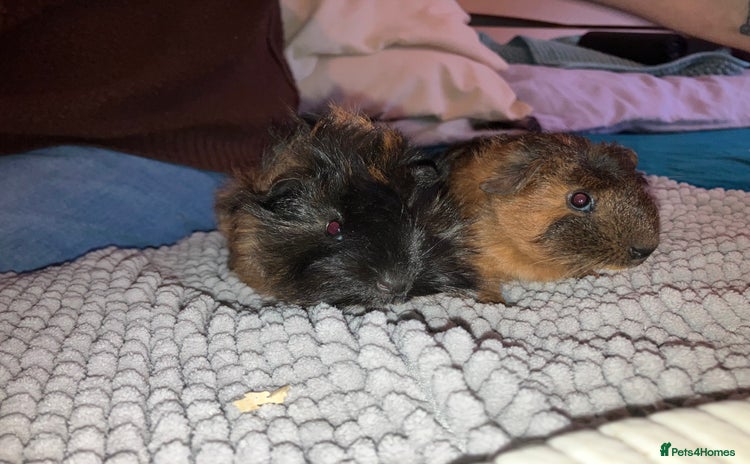 Guinea Pig rodents - Advert 1