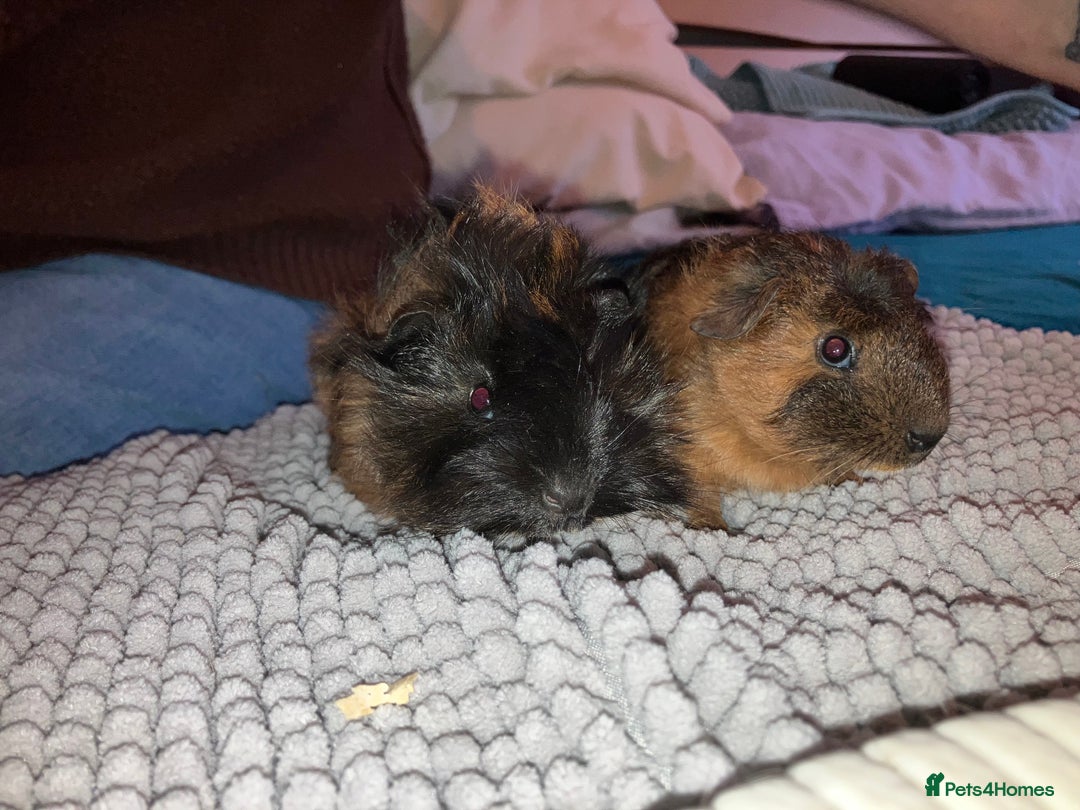 Guinea Pig rodents for sale: Bonded pair of male guinea pigs - Image 1