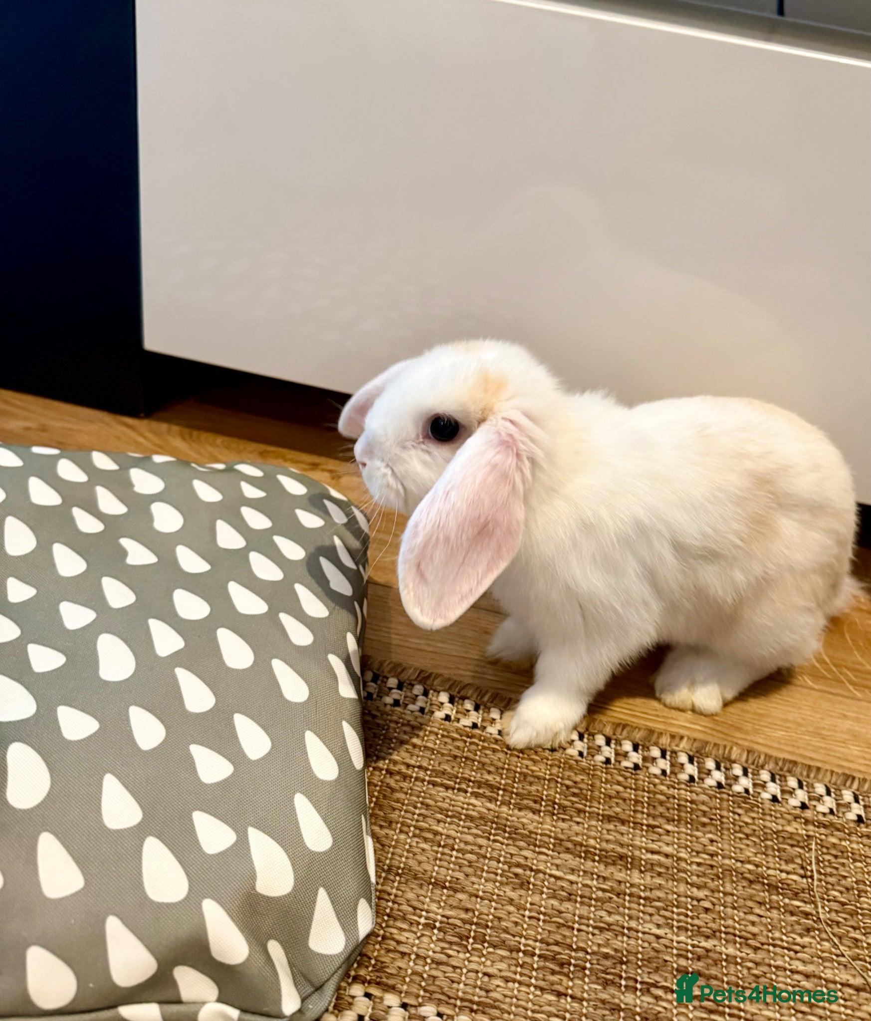 Mixed Breed rabbits Bunny Elsa  - Advert 1