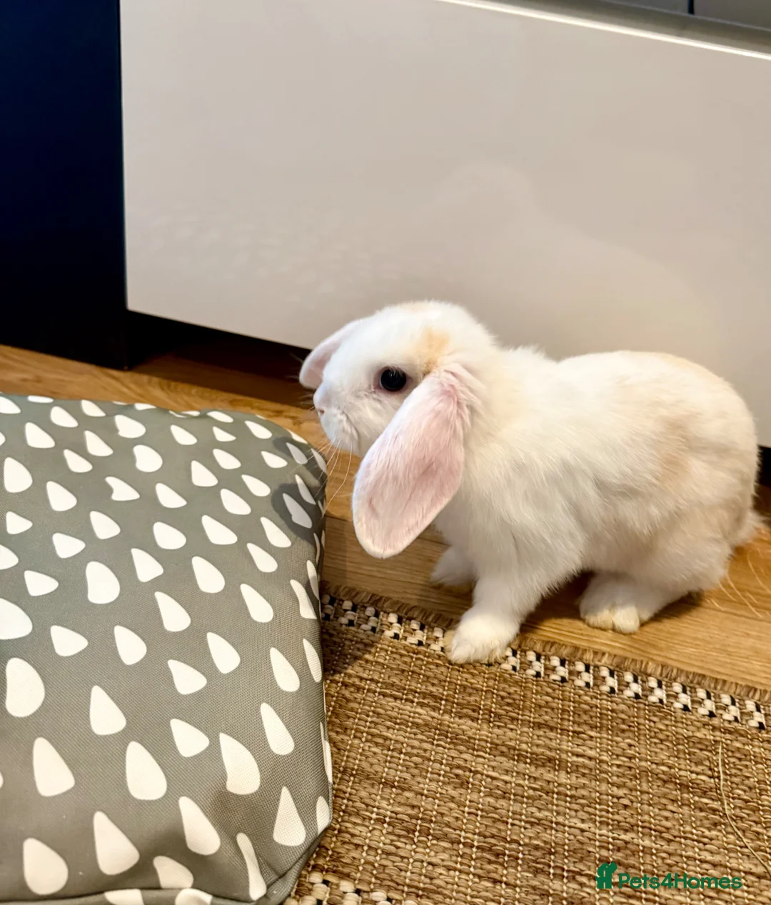 Mixed Breed rabbits for sale: Bunny Elsa  in Stevenage - Advert 1