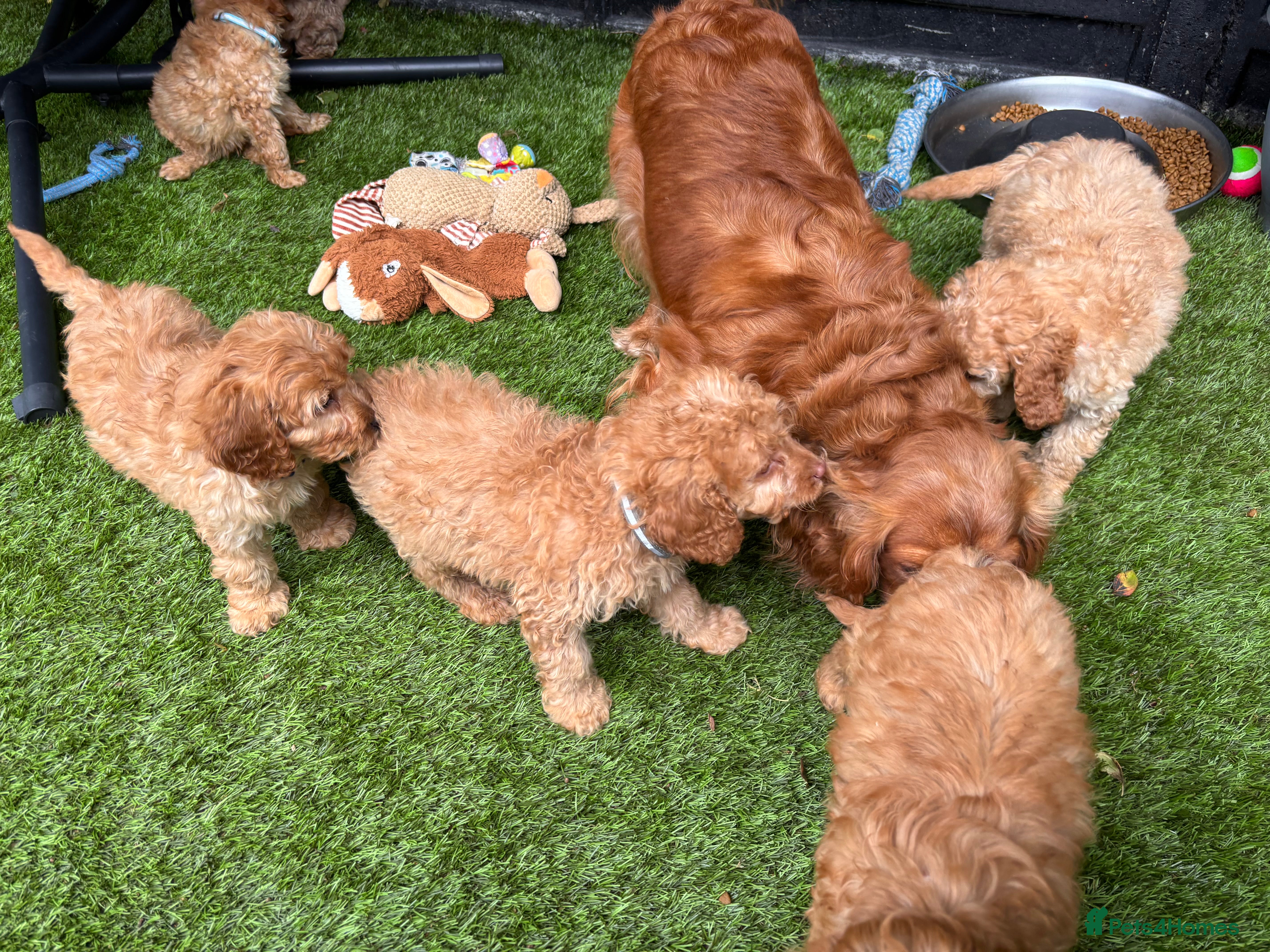 Cavapoo dogs Beautiful Cavapoo Puppies  - Advert 2