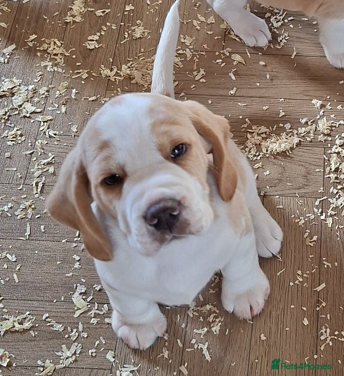 Beagle dogs Beagle puppies ready now - Advert 1