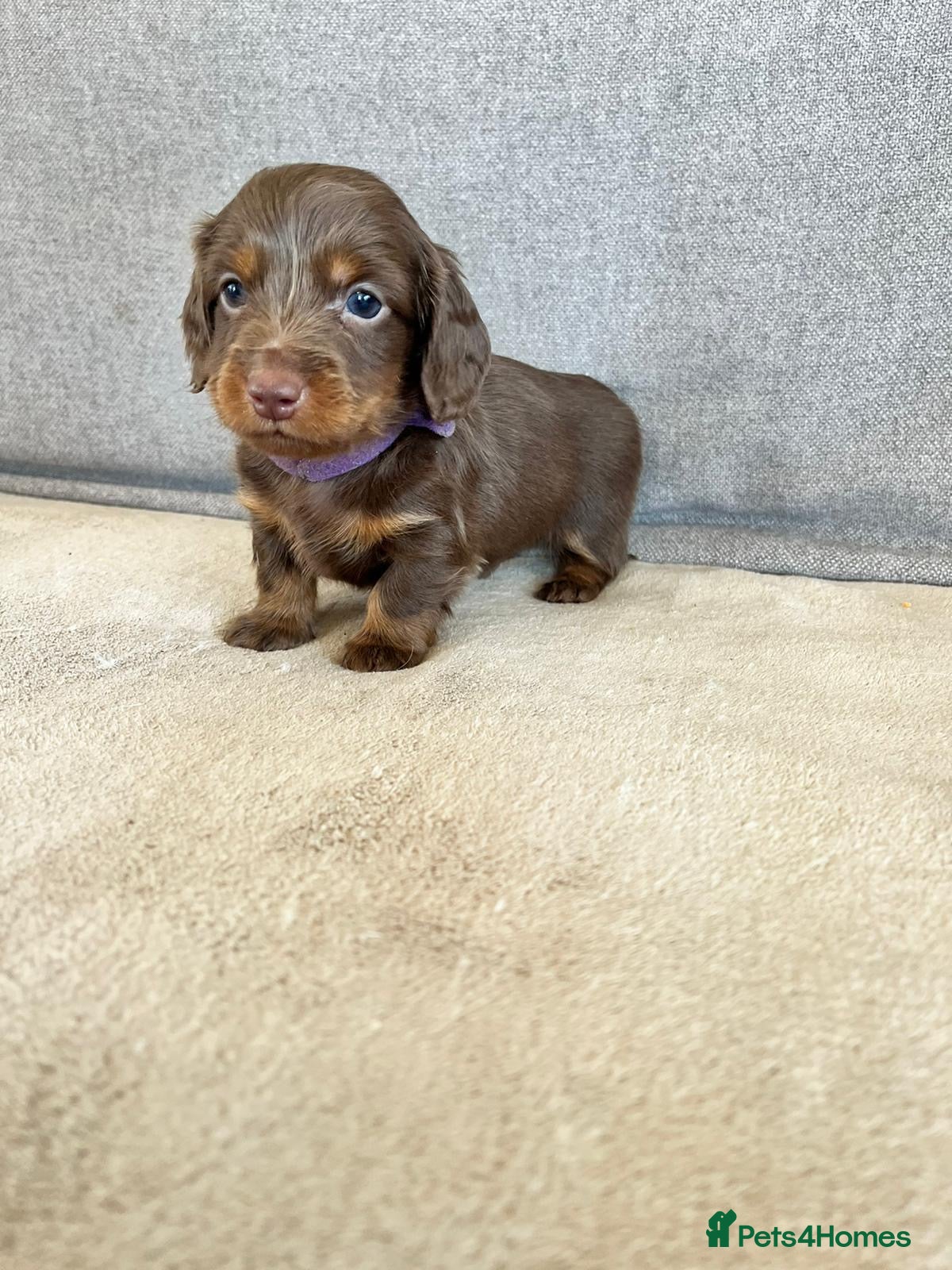 Dachshund dogs Stunning long hair mini dachshunds  - Advert 19