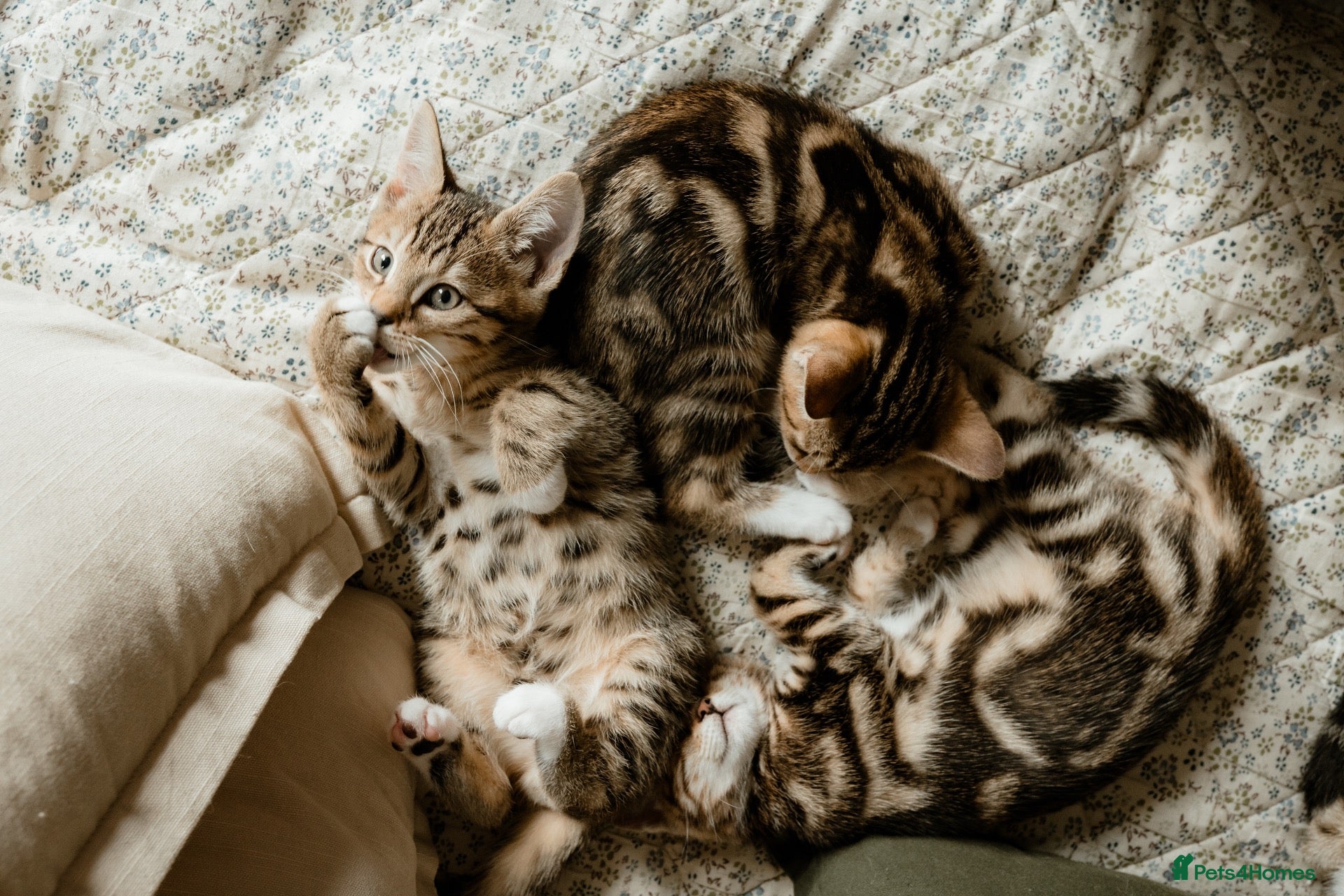 Mixed Breed cats Half Bengal Kittens - Advert 18