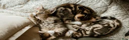 Mixed Breed cats for sale: Half Bengal Kittens - Advert 1