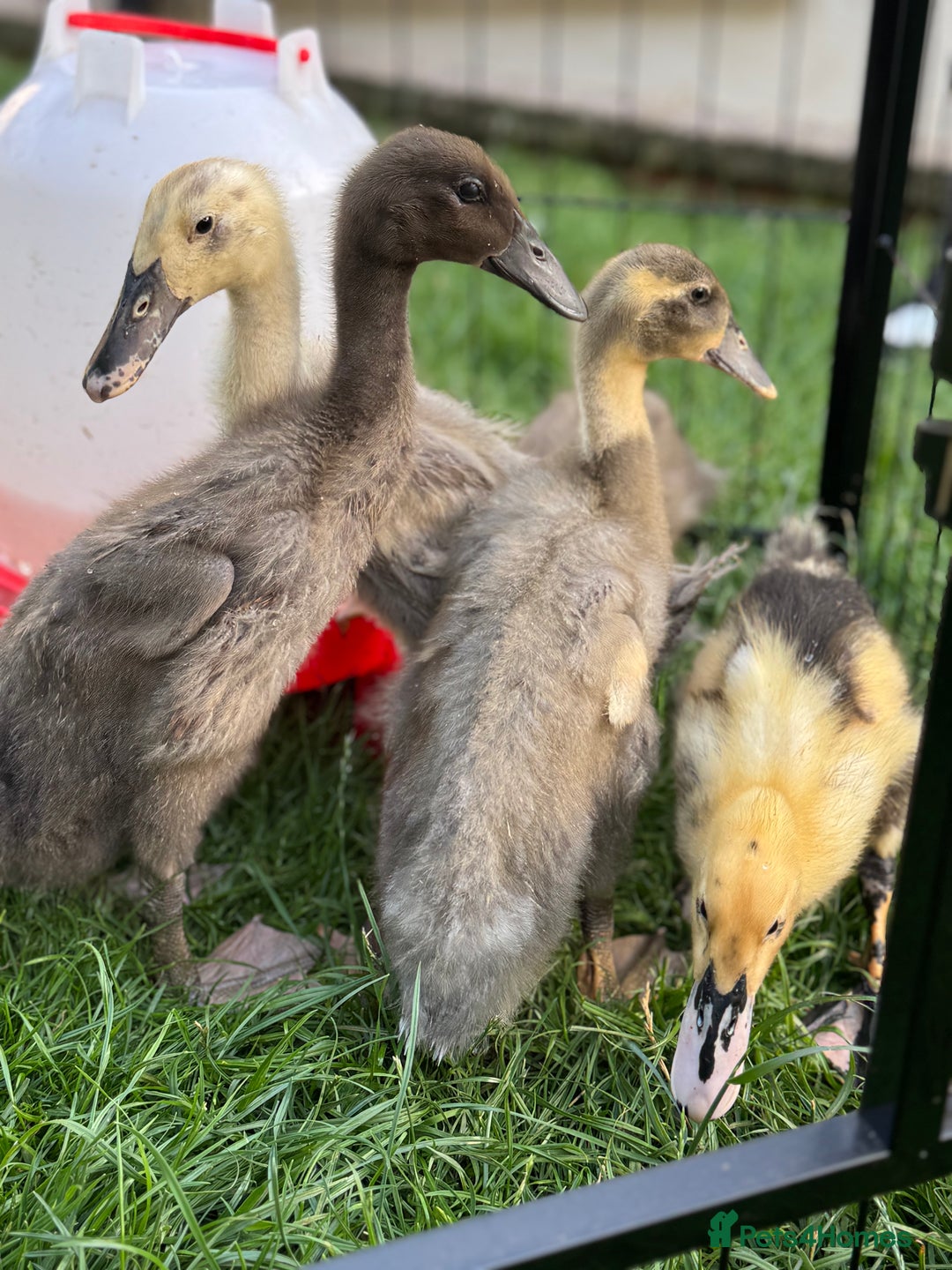 Ducks poultry for sale: Unsexed Indian runner ducklings - Image 2