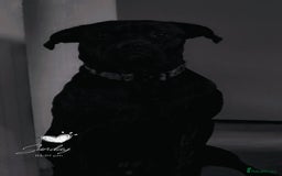 Mixed Breed dogs for sale: Meet Chase  - Image 1