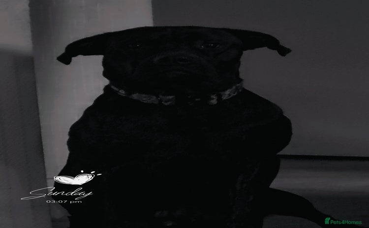 Mixed Breed dogs - Advert 1