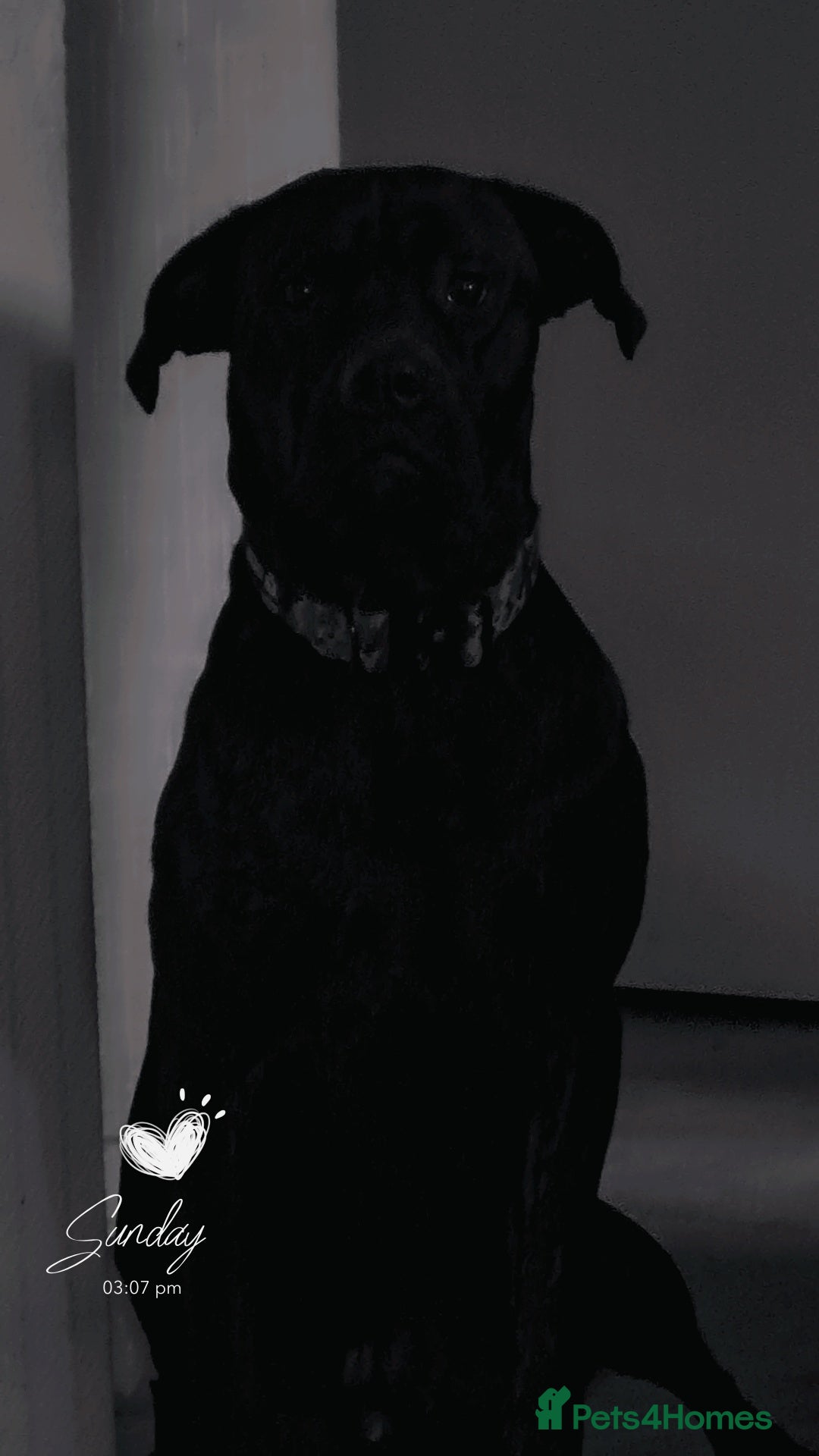Mixed Breed dogs for sale: Meet Chase  - Image 1