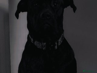 Mixed Breed dogs - Advert 1