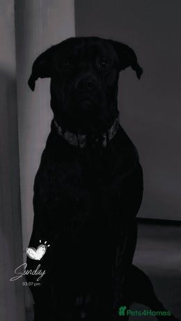 Mixed Breed dogs - Advert 1