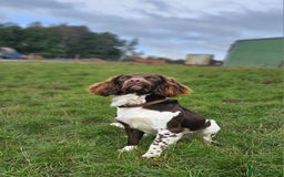 English Springer Spaniel dogs for sale: Stunning traditional springer - Image 2
