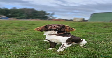 English Springer Spaniel dogs - Advert 1