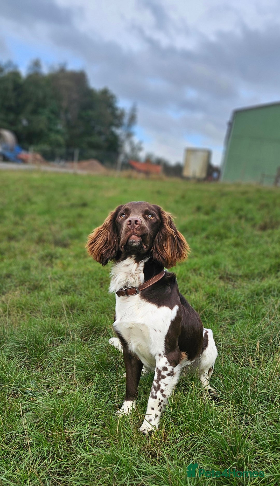 English Springer Spaniel dogs for sale: Stunning traditional springer - Image 2