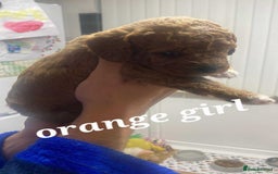 Mixed Breed dogs for sale: Beautiful female available ready to leave 1st nov - Image 26