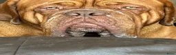 Dogue De Bordeaux dogs for stud: Douge de Bordeaux - Advert 2